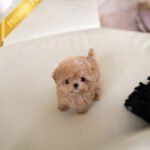 SAMMY - MALE (PURCHASED by NIMESH)