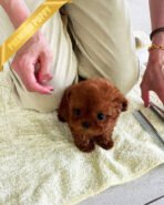 TORY - MALE (PURCHASED by ALICE) - Image 3