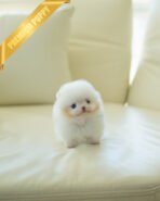 BOO - MALE (PURCHASED by LEE) - Image 3