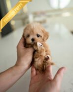 LYRA - FEMALE (PURCHASED by JENNIFER)