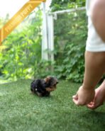 STELLA - FEMALE (PURCHASED by ANT) - Image 6