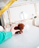 MILO - MALE (PURCHASED by PATRICE) - Image 5