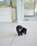 STERLING - MALE (PURCHASED by KIM) - Image 4