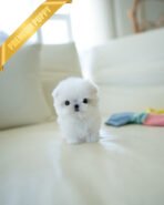 MOLLY - FEMALE (PURCHASED by KANG) - Image 3