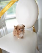 LENNY - MALE (PURCHASED by GERARDO)