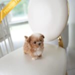 LENNY - MALE (PURCHASED by GERARDO)