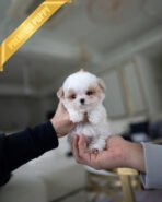 HAZEL & KELLY - FEMALE - Image 5