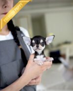 MIMI - FEMALE (PURCHASED by ALEN) - Image 2