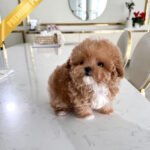 ROSE - FEMALE (PURCHASED by OZSHA)