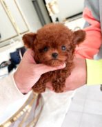 VICTORIA - FEMALE (PURCHASED by LEE)