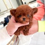 VICTORIA - FEMALE (PURCHASED by LEE)