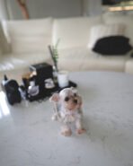 AGGIE - FEMALE (PURCHASED by TAMARA) - Image 2