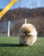 KYLE - MALE (PURCHASED by BRIAN)