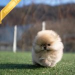 KYLE - MALE (PURCHASED by BRIAN)