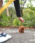 ISABELLA - FEMALE (PURCHASED by MAXIMILIAN) - Image 5