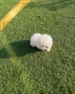 HANA - FEMALE (PURCHASED by TINA) - Image 4