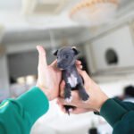 BAMBI - FEMALE (PURCHASED by DOMINIQUE)