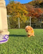 MUFFIN  - MALE (PURCHASE by LEE) - Image 4