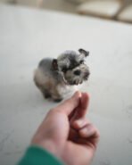 MOLLY - FEMALE (PURCHASED by NOUF) - Image 3