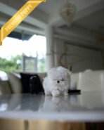 HANA - FEMALE (PURCHASED by ELISE) - Image 4