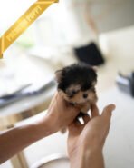 MAGGIE - FEMALE (PURCHASED by JUSTINE) - Image 4