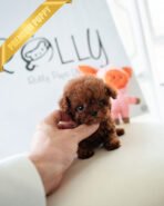 TIPPY - FEMALE (PURCHASED by COURTNEY) - Image 2