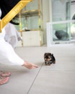 TOTO - MALE (PURCHASED by MONIKA) - Image 4