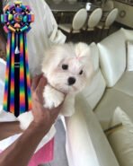 JADE - FEMALE (PURCHASED by MARIA) - Image 2