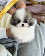 PUFFIN - FEMALE (PURCHASED by SWAN) - Image 2