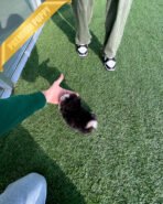 OSCAR - MALE (PURCHASED by HASAN) - Image 7