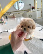 HAZEL - FEMALE (PURCHASED by SAMIRA) - Image 3