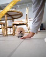 CHESTER - MALE (PURCHASED by HWANG) - Image 3