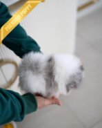 BOO - MALE (PURCHASED by BOO) - Image 4