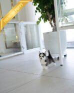 RYDER - MALE (PURCHASED by KAREN) - Image 4