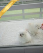 SNOWY - MALE (PURCHASED by ISAAC) - Image 5