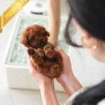 LADY - FEMALE (PURCHASED by CLAUDIA)