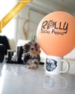 ZOEY - FEMALE (PURCHASED by LAUR) - Image 2