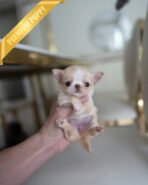 LOLA - FEMALE (PURCHASED by BETH) - Image 2