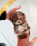 MOCHA - FEMALE(PURCHASED by CHANEL) - Image 2