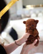 TIPPY - FEMALE (PURCHASED by CHRISTI) - Image 2