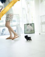 ROCKO - MALE (PURCHASED by VICKIE) - Image 7