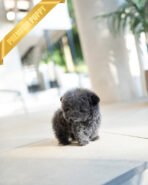 MONTY - MALE (PURCHASED by SARAH)