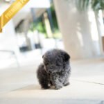 MONTY - MALE (PURCHASED by SARAH)