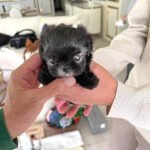 ELISE - FEMALE (PURCHASED by JANG)