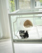 ROCKO - MALE (PURCHASED by SARA) - Image 5