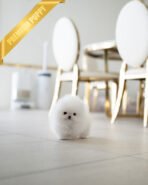 TAYLOR - FEMALE (PURCHASED by KIM)