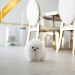 TAYLOR - FEMALE (PURCHASED by KIM)