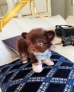 HERSHEY - MALE (PURCHASED by ASHLEY) - Image 2