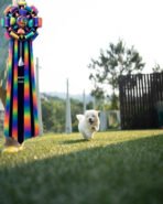 AGGIE - FEMALE (PURCHASED by TAMMIE) - Image 5