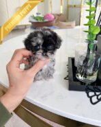 DEXTER - MALE (PURCHASED by CHRISTINE)